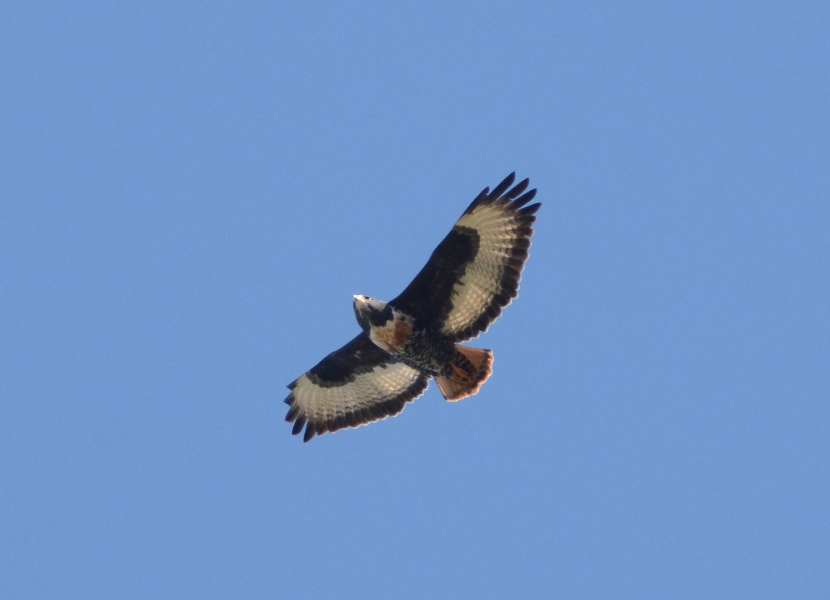 Jackal Buzzard - ML599375801