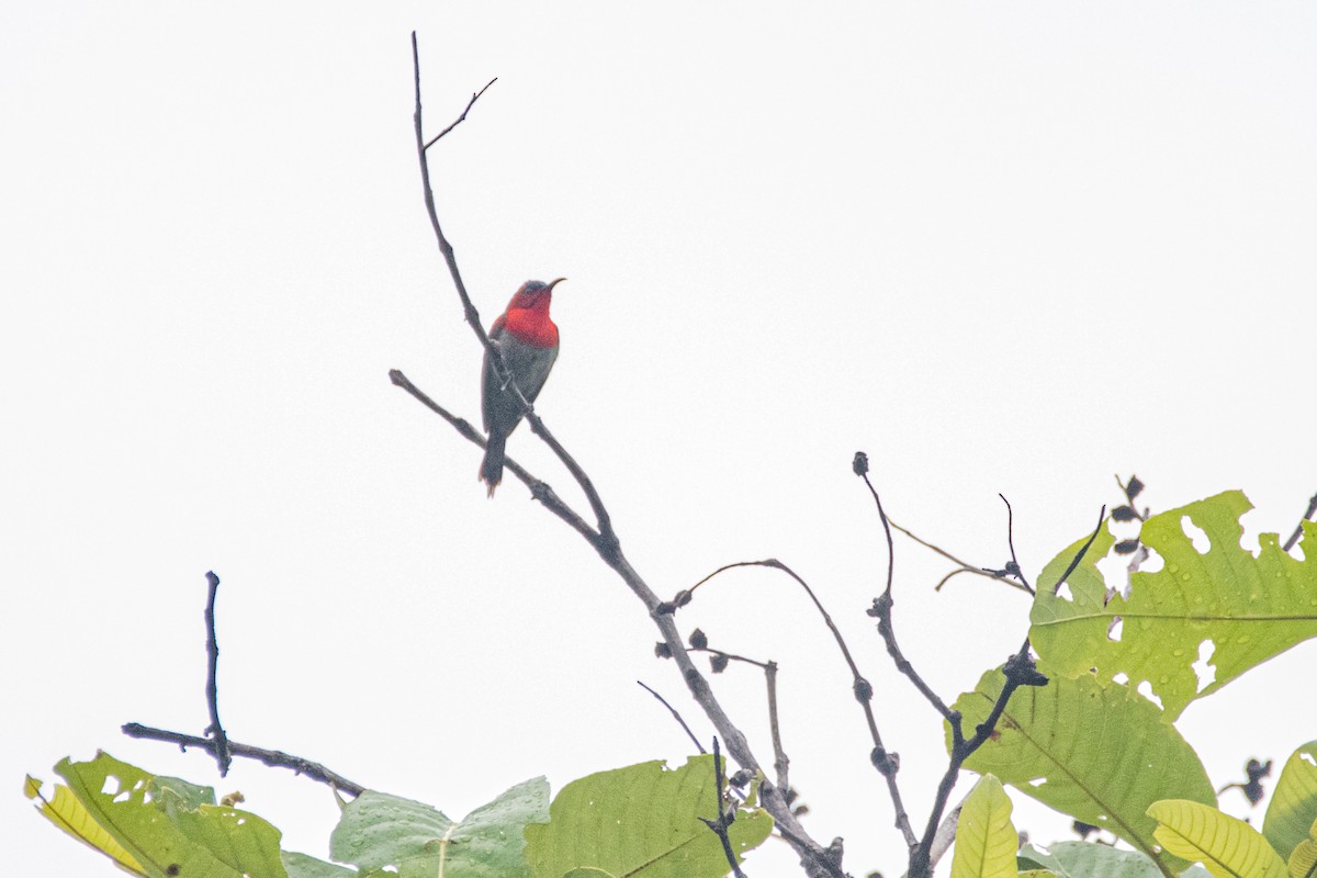 Crimson Sunbird - Shubham Banerjee