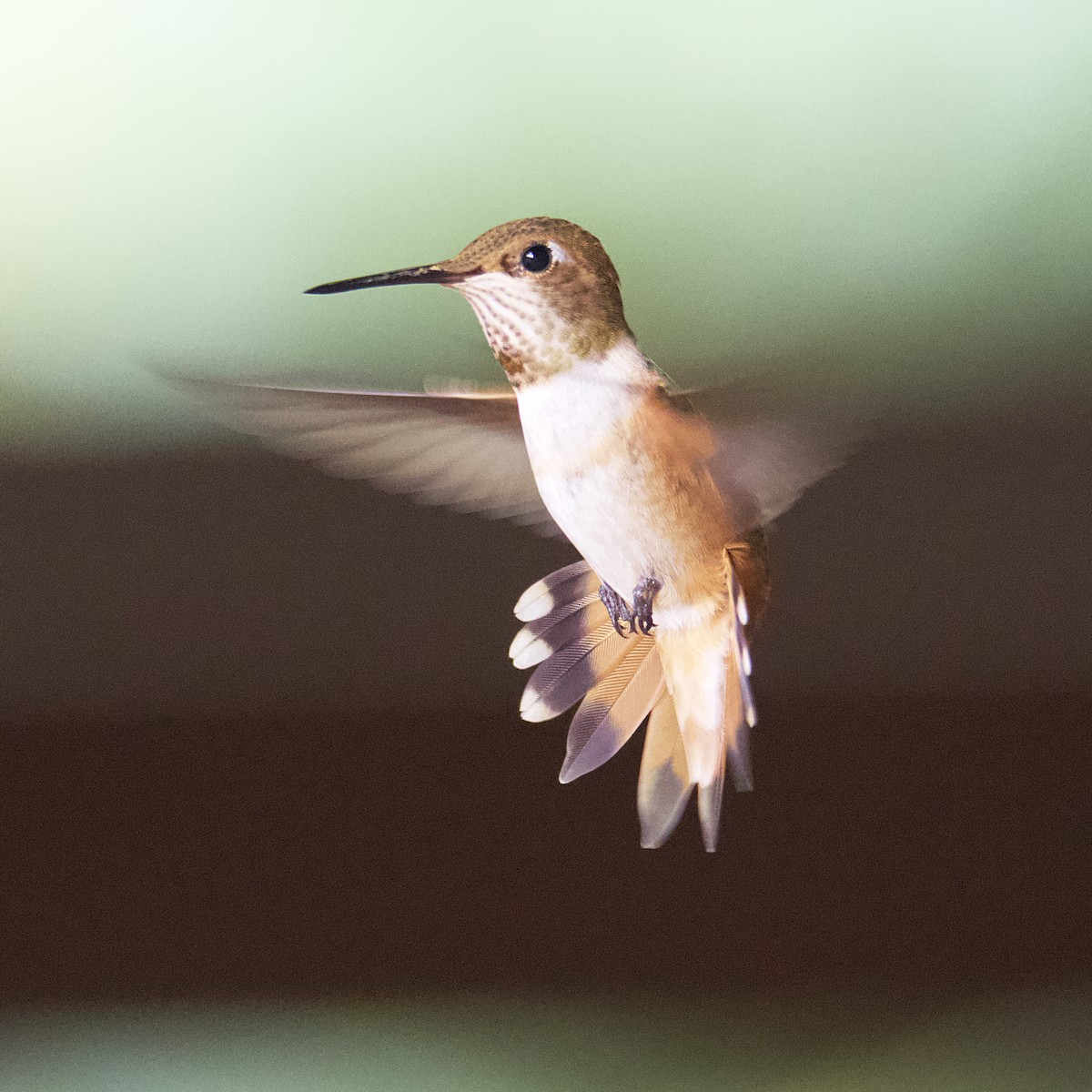 Colibrí Rufo - ML599376711