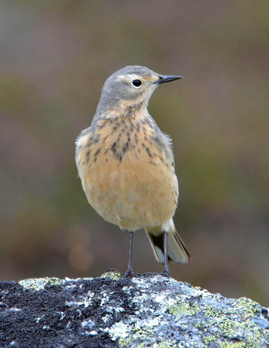 American Pipit - Michael J Good