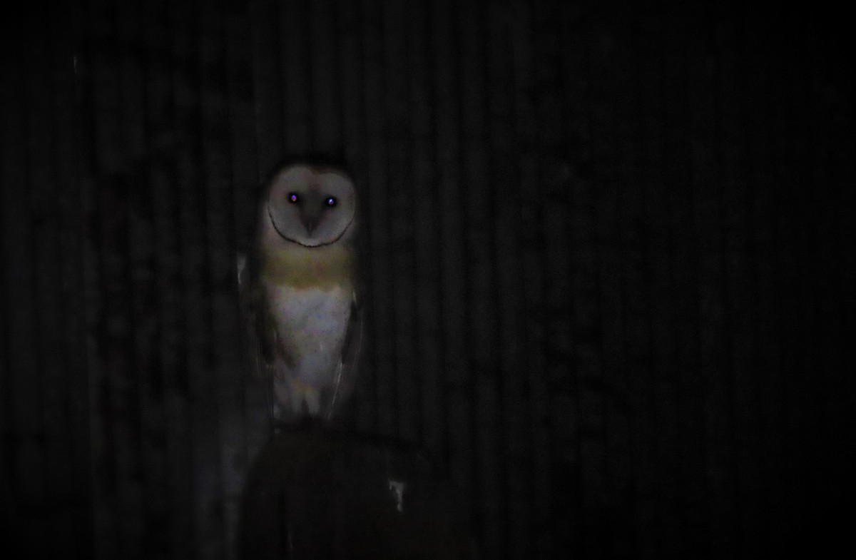 Barn Owl - ML599378011