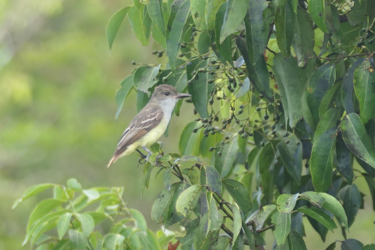 Grenada Flycatcher - ML599378191