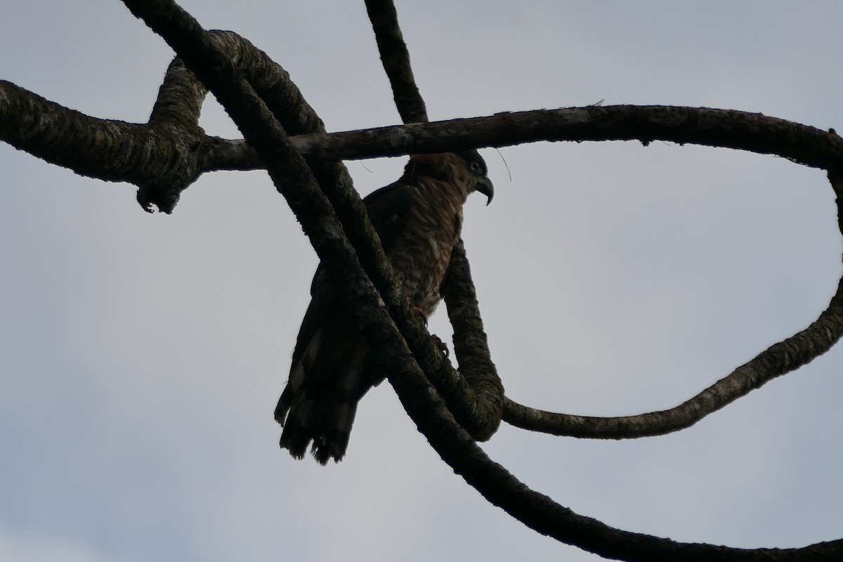 Hook-billed Kite (Grenada) - ML599378431