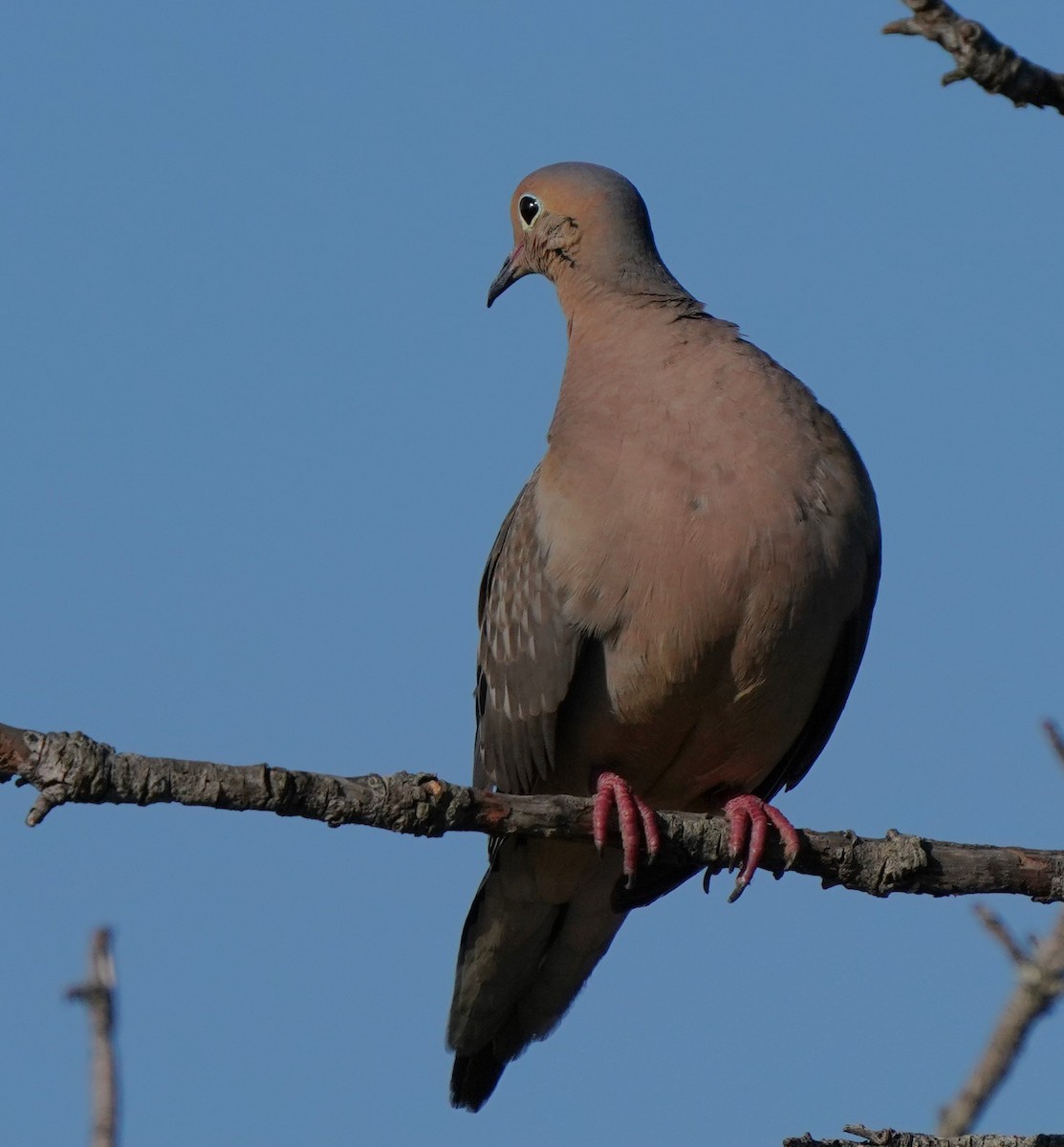 Mourning Dove - Richard Block