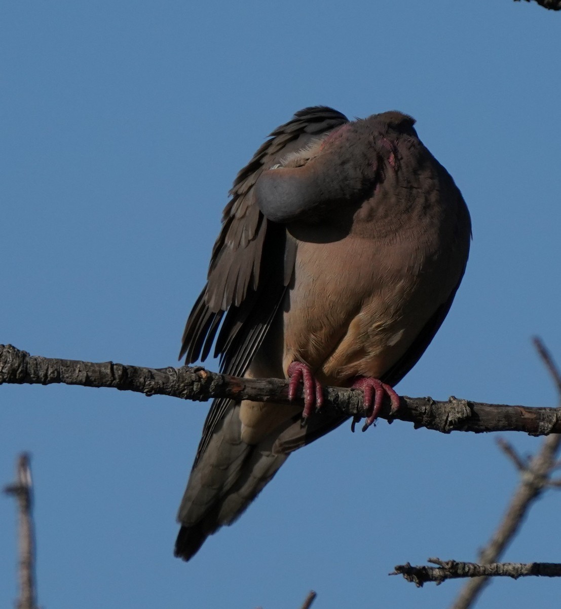 Mourning Dove - ML599379161