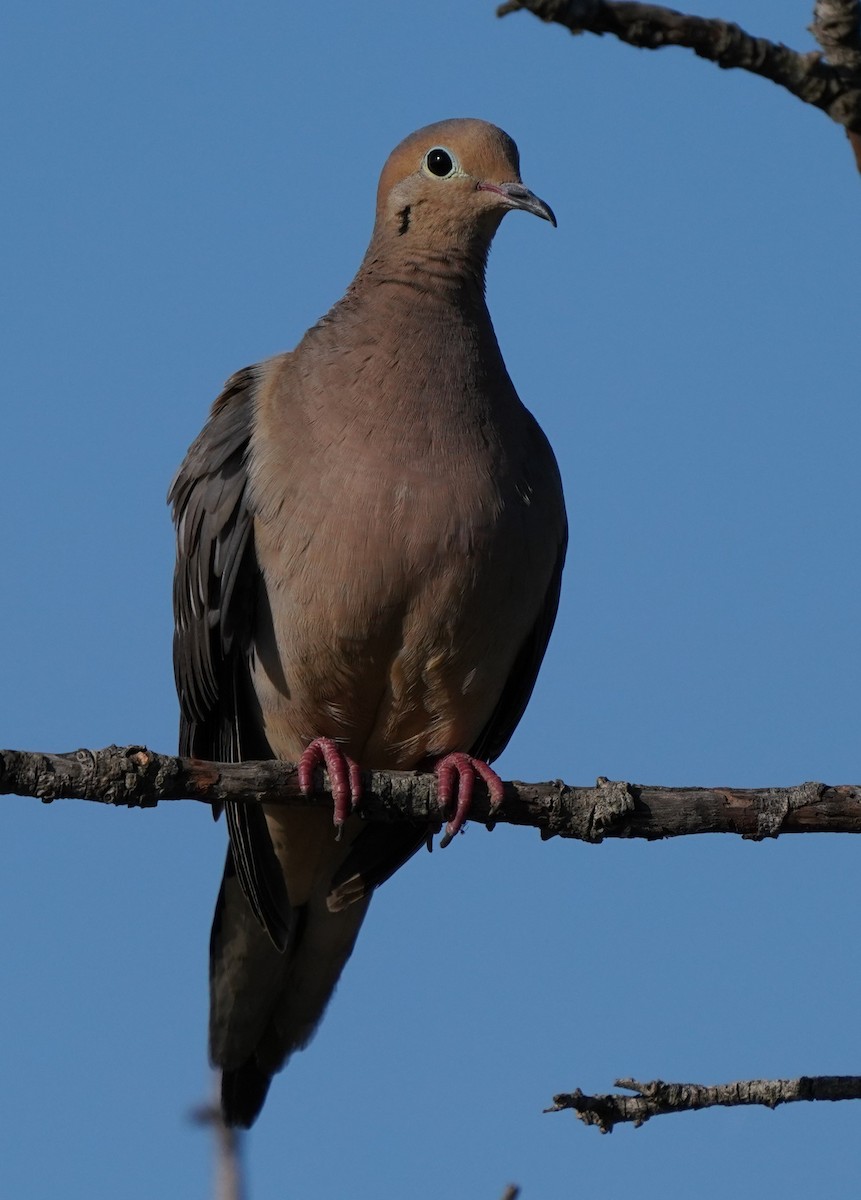 Mourning Dove - ML599379171