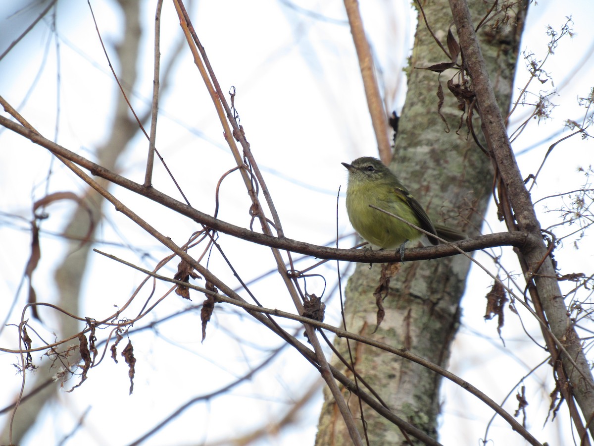 Mottle-cheeked Tyrannulet - Román Labrousse