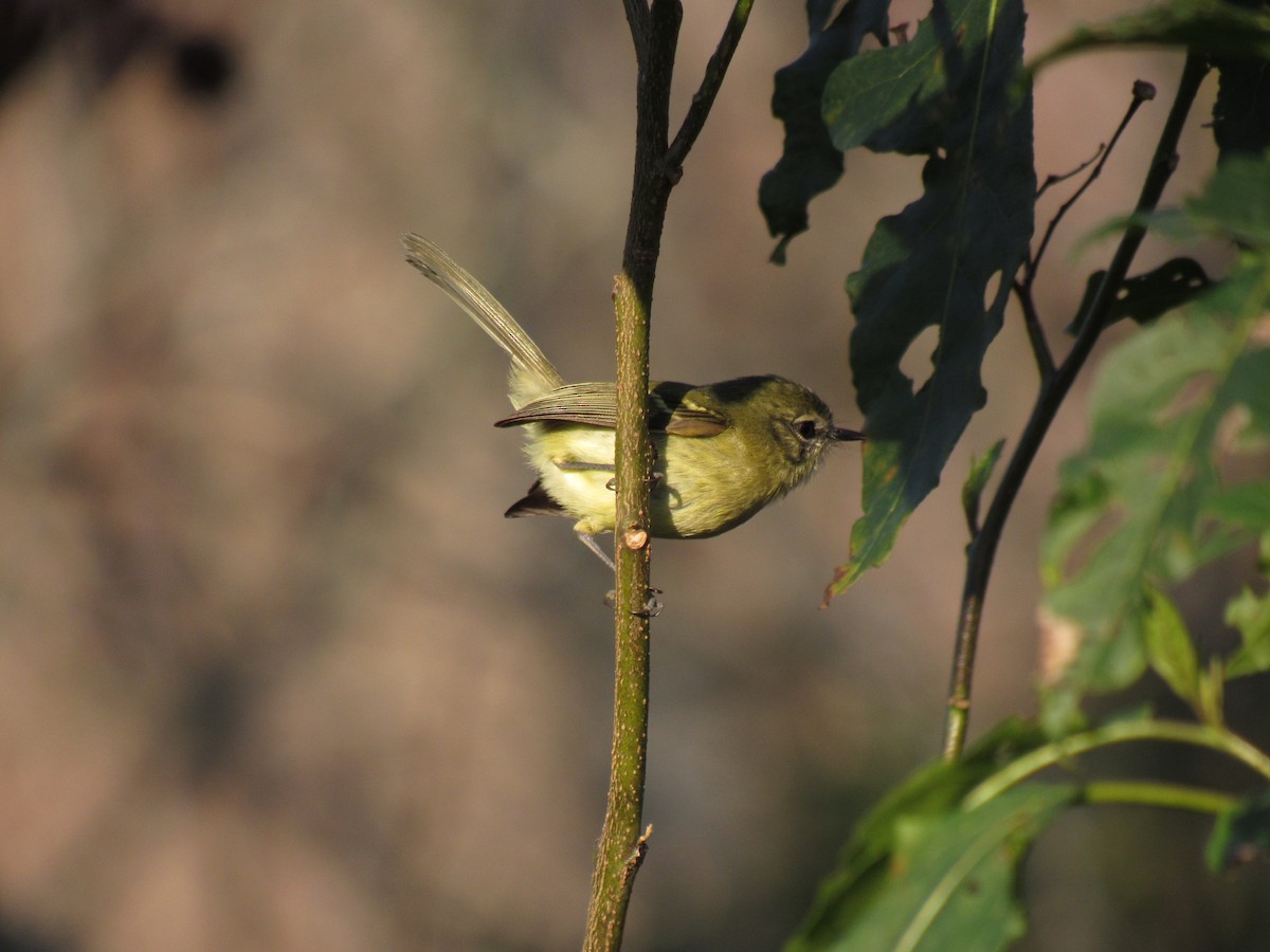 Mottle-cheeked Tyrannulet - Román Labrousse