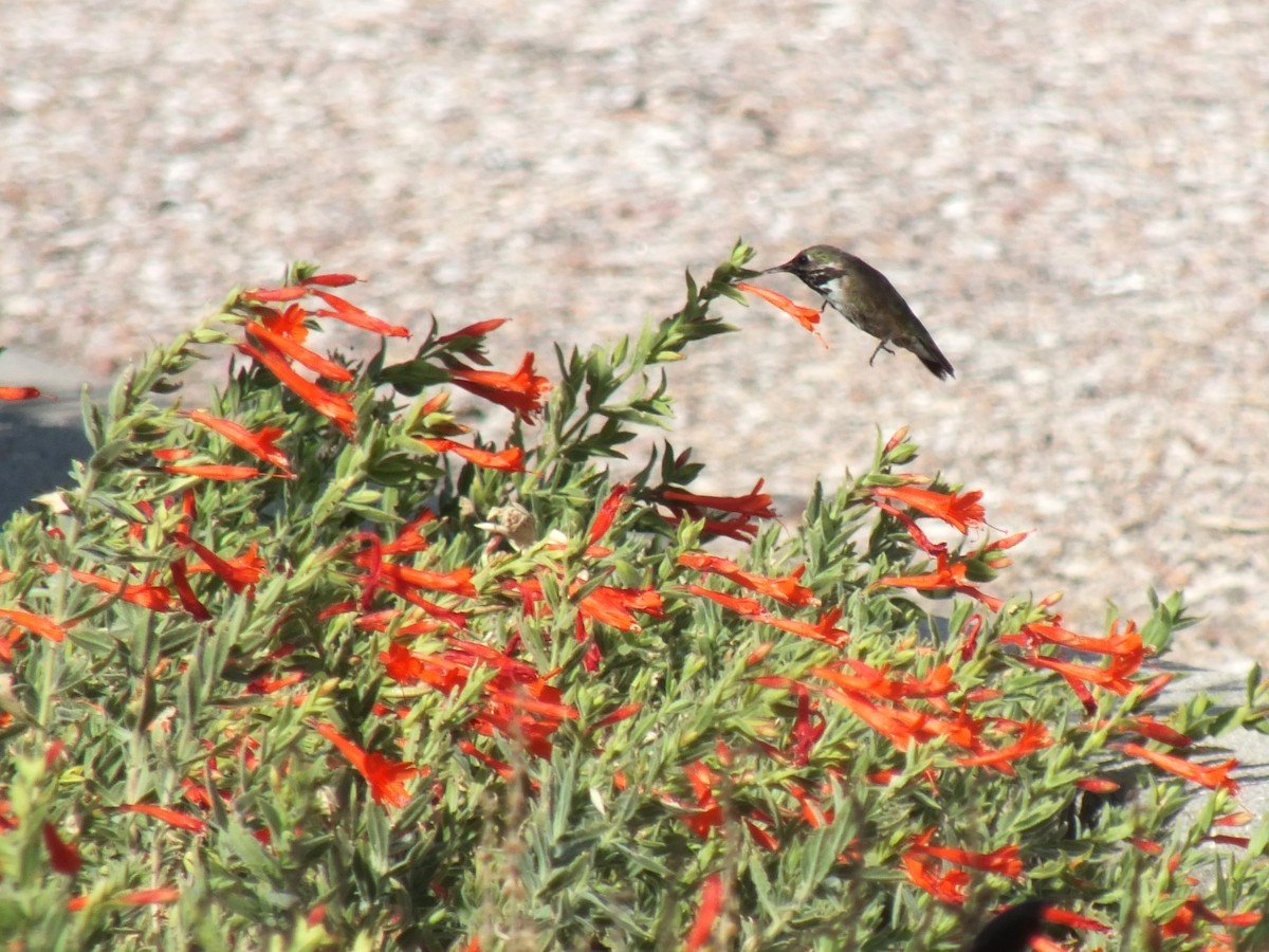 Calliope Hummingbird - Roger Massey