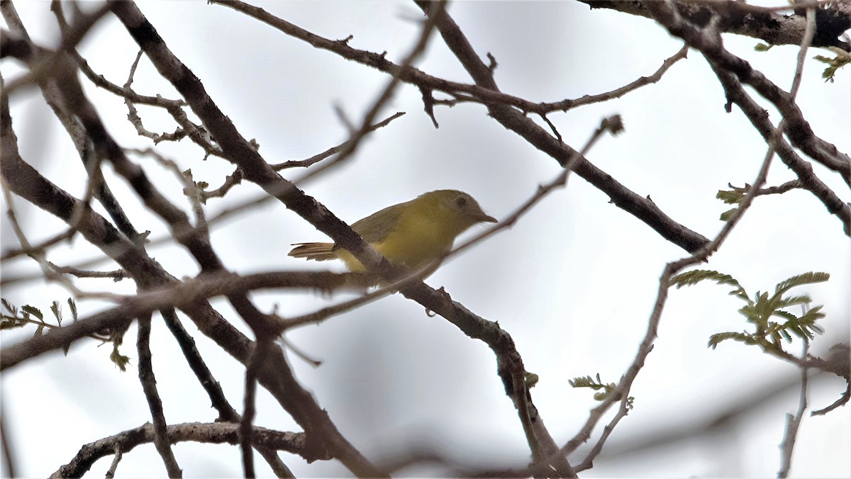 Livingstone's Flycatcher - ML599382411