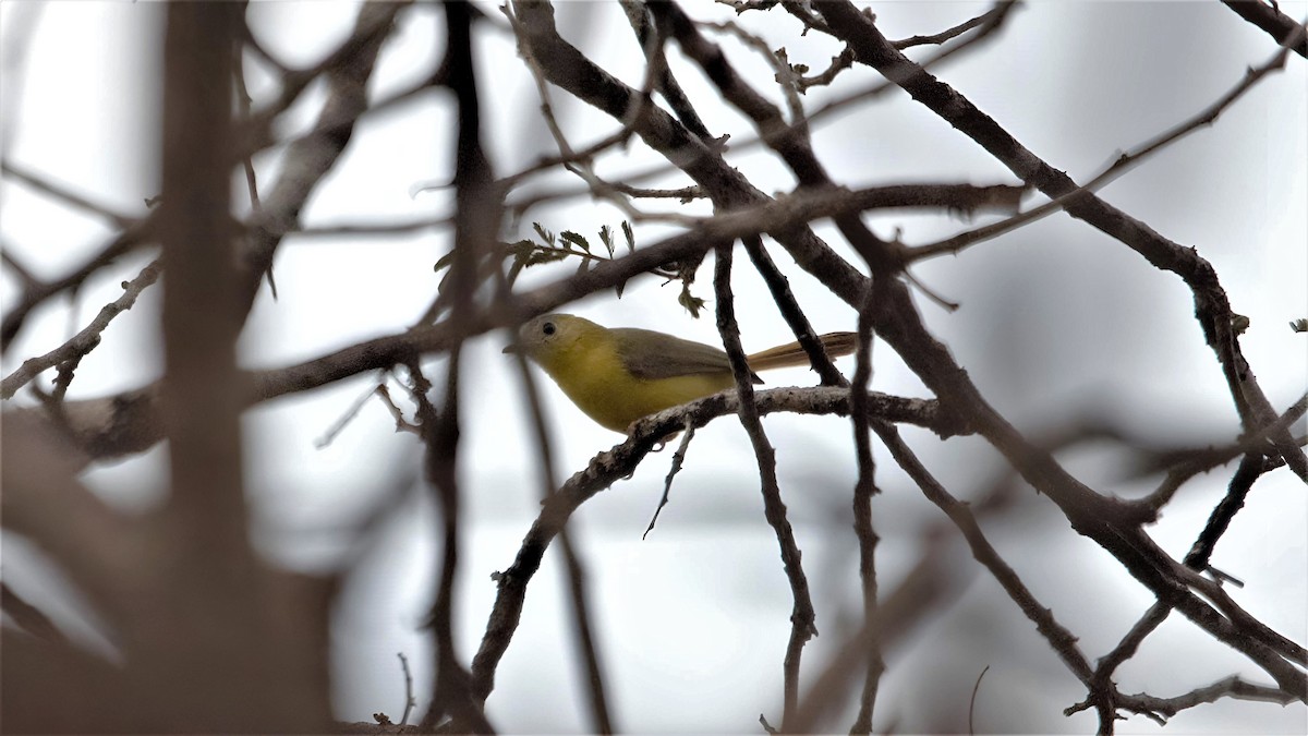 Livingstone's Flycatcher - ML599382421