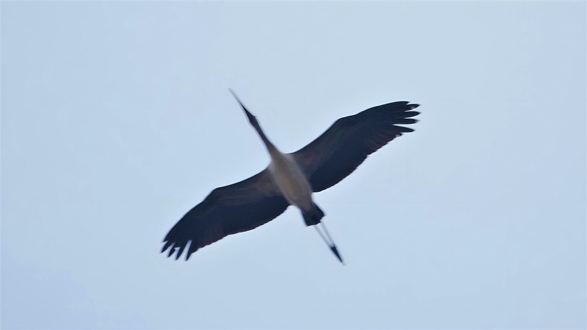 Tantale ibis - ML599383021