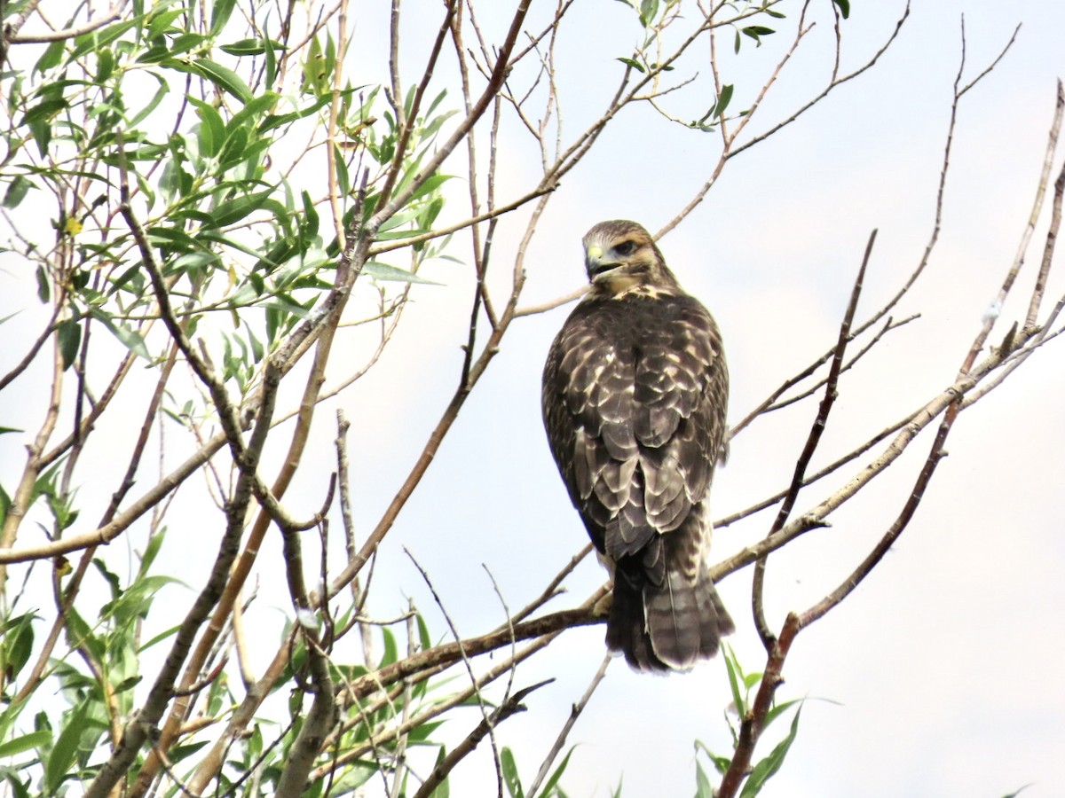 Red-tailed Hawk - ML599384341