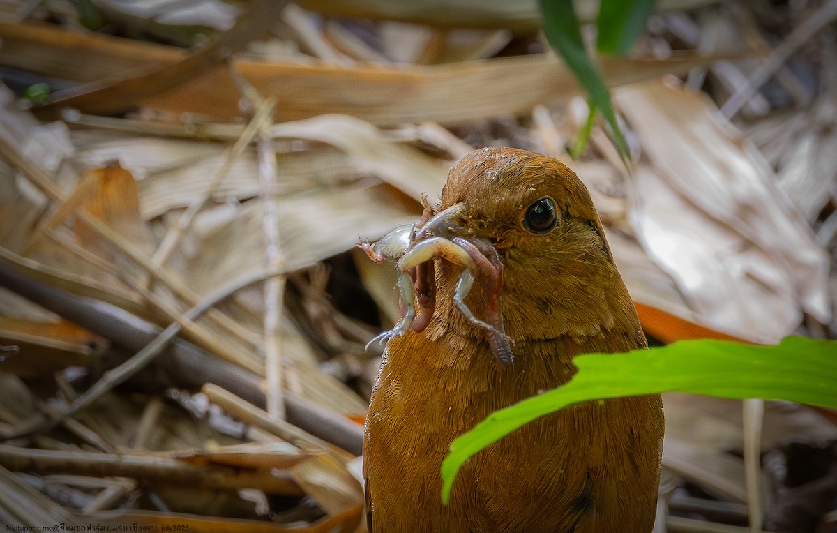 Blue-naped Pitta - ML599384681