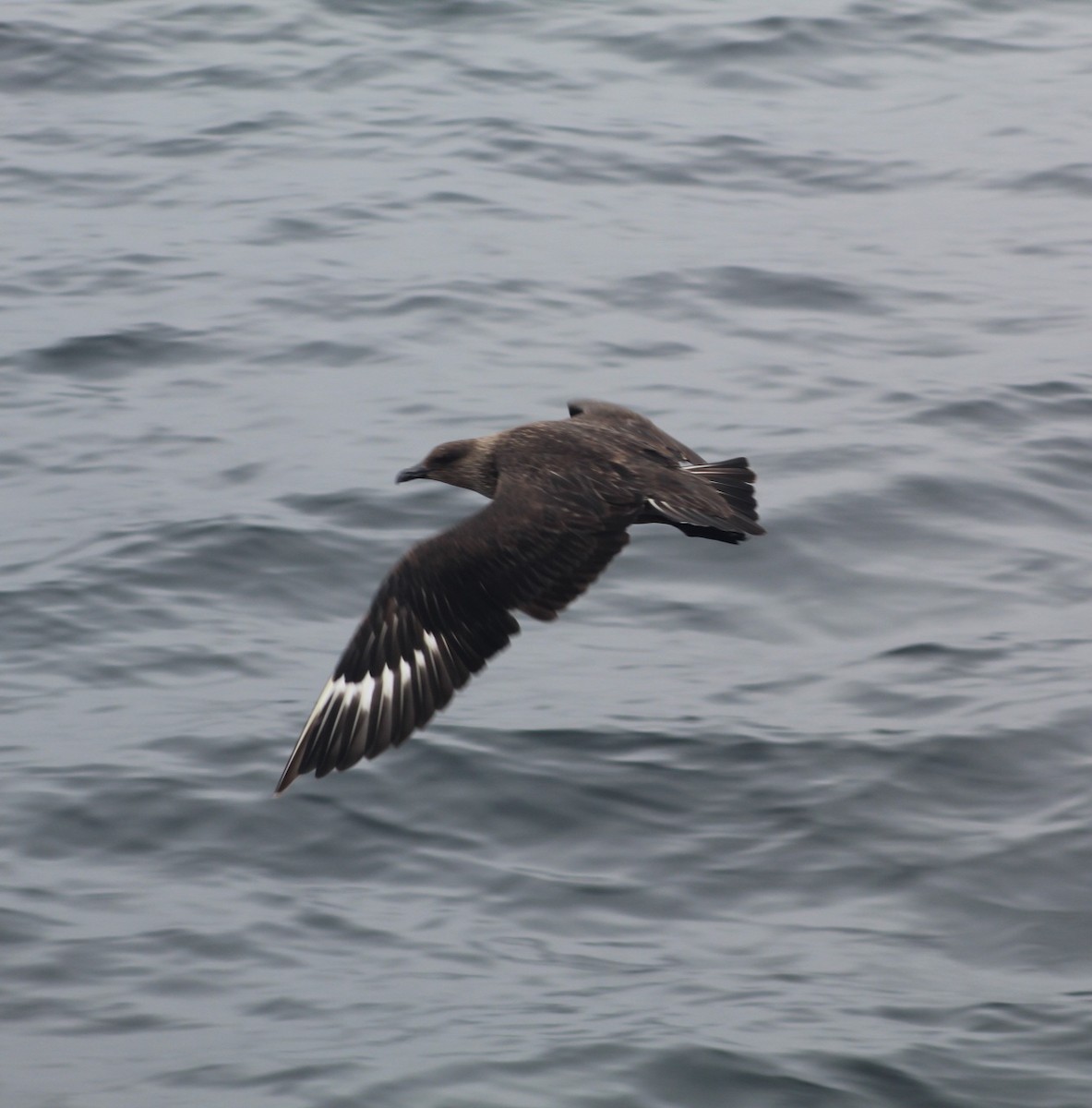Chilean Skua - ML599384741