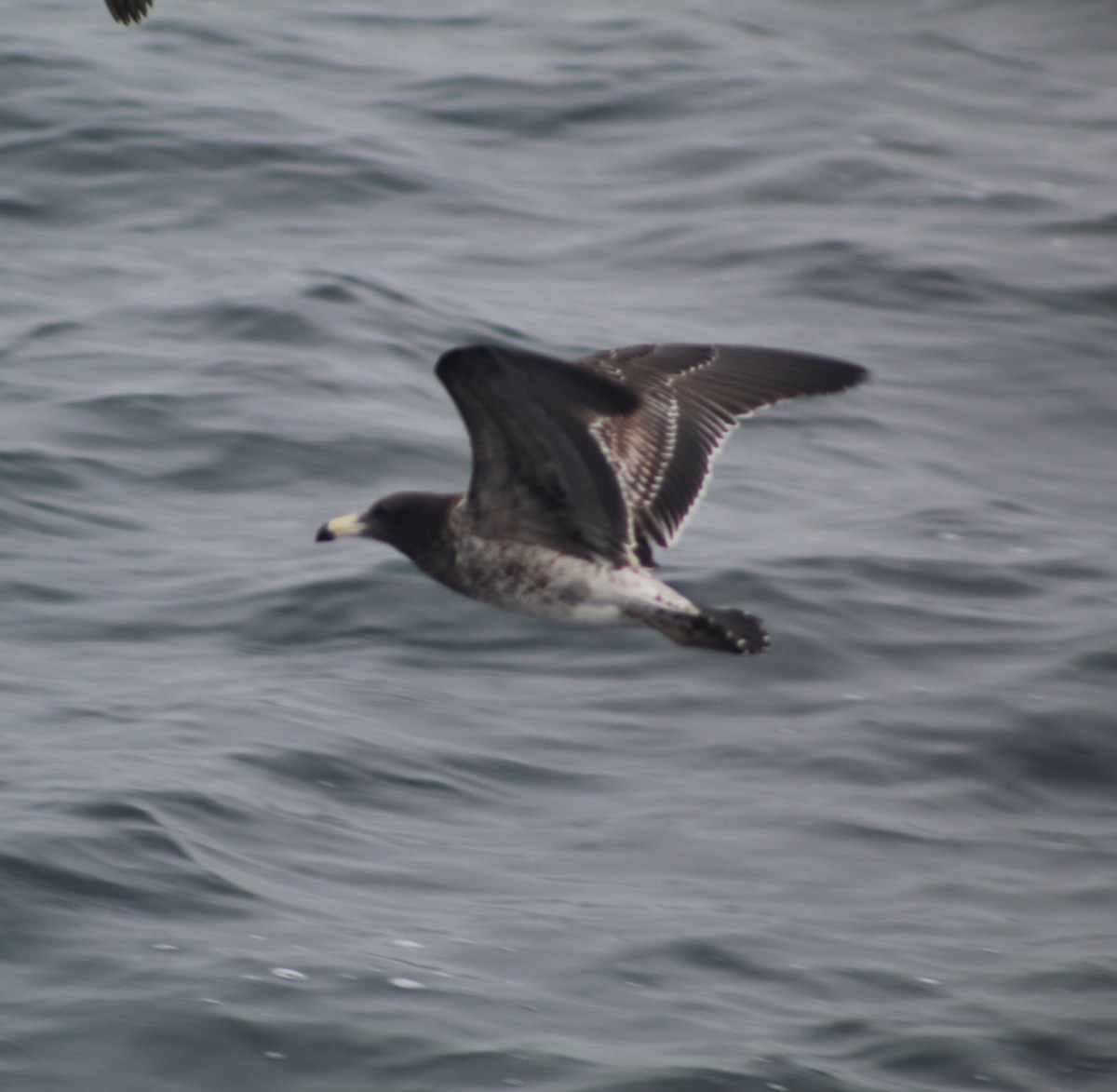Belcher's Gull - ML599384811