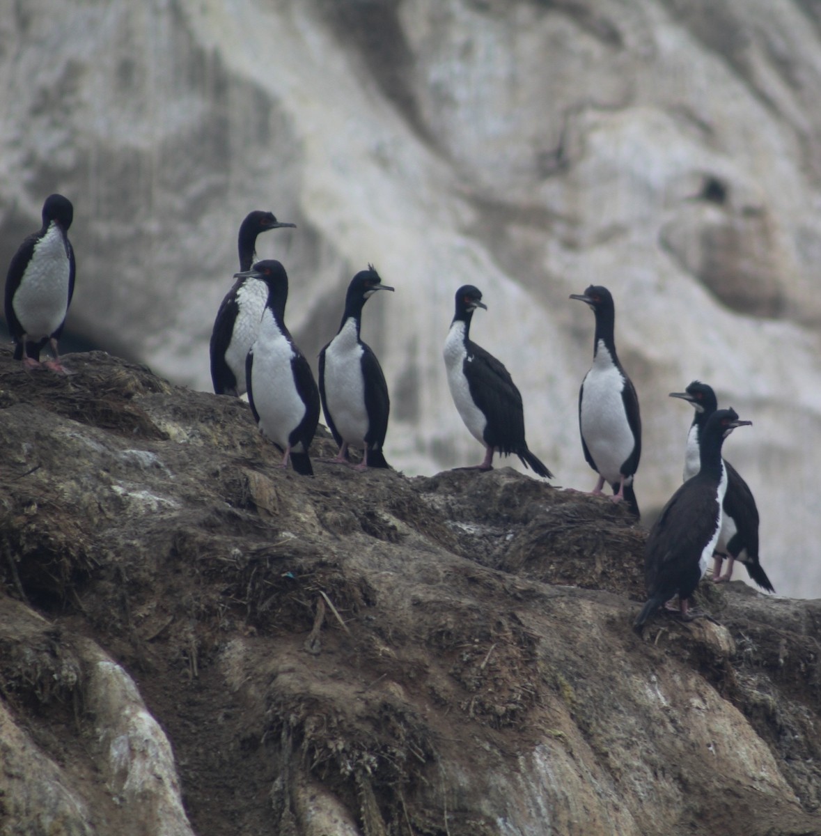Guanay Cormorant - ML599384851