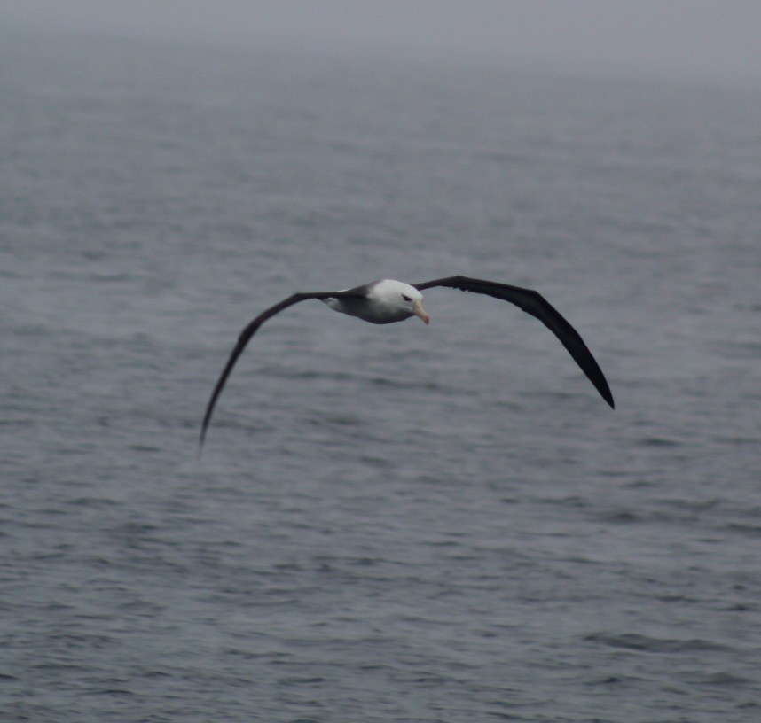 Black-browed Albatross - ML599384881