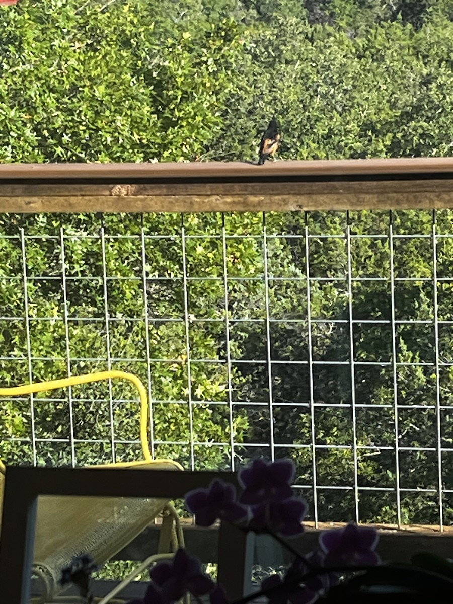 Orchard Oriole - ML599387051