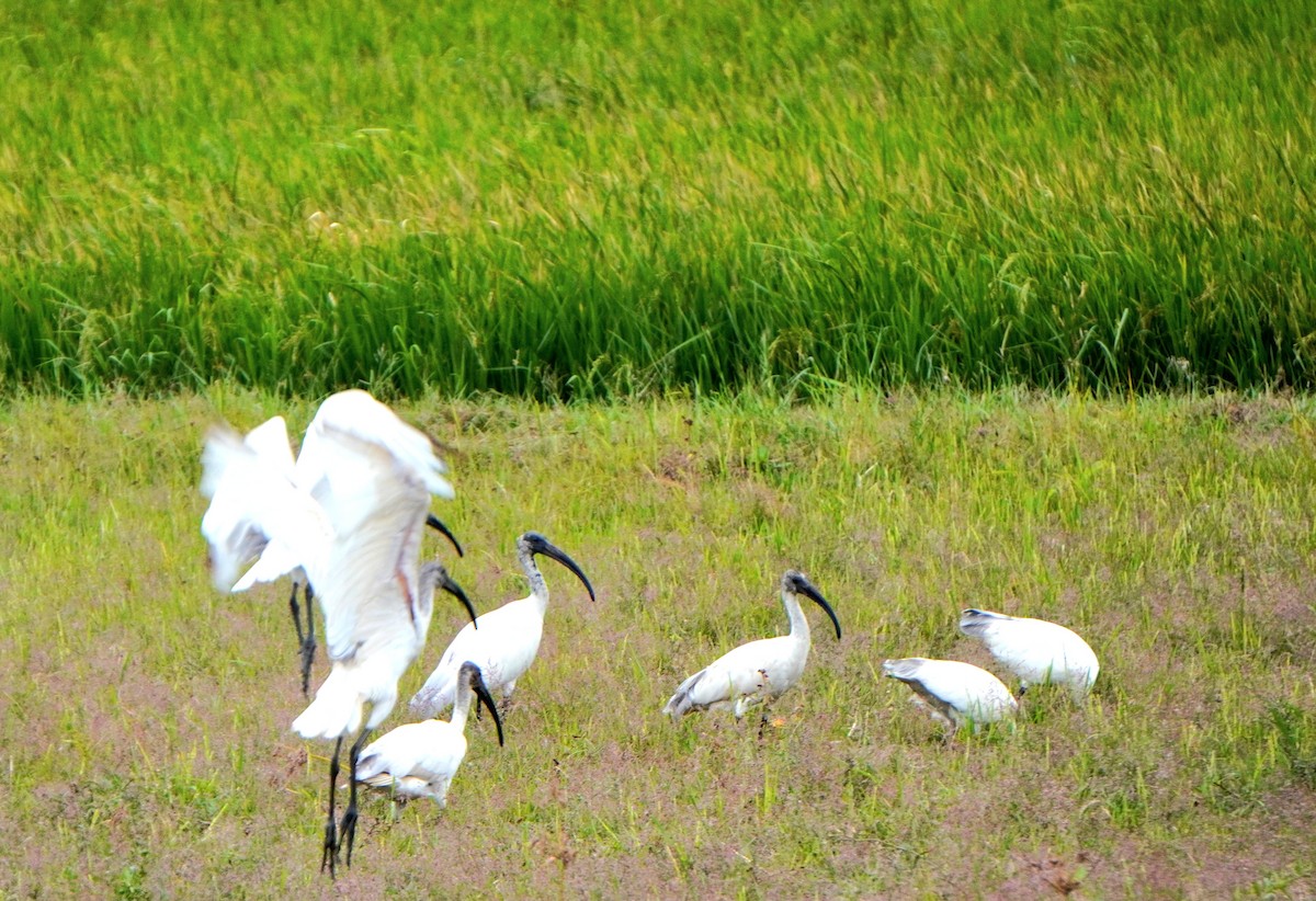 Black-headed Ibis - ML599387241