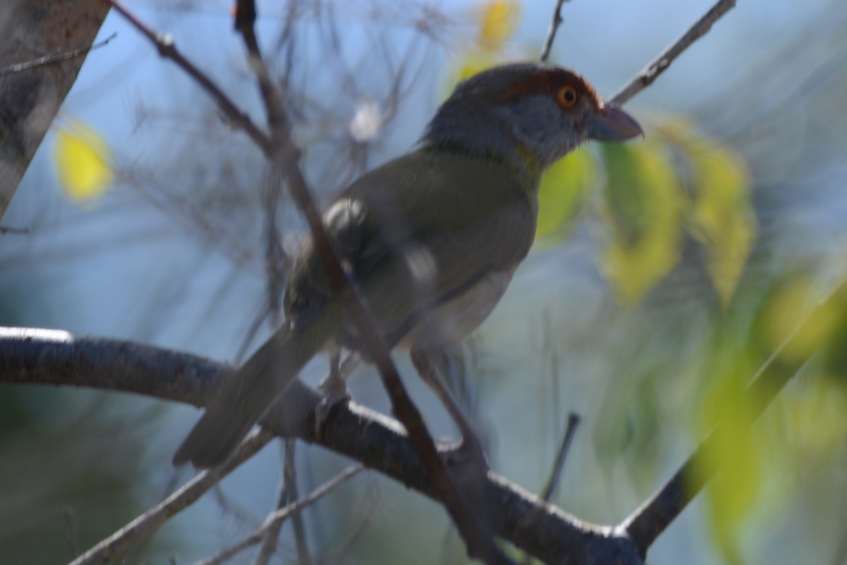 Rufous-browed Peppershrike - ML599387751