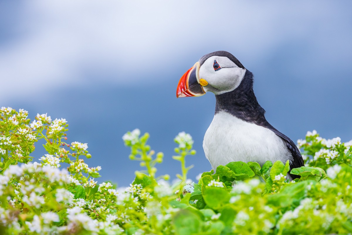 Atlantic Puffin - ML599388641