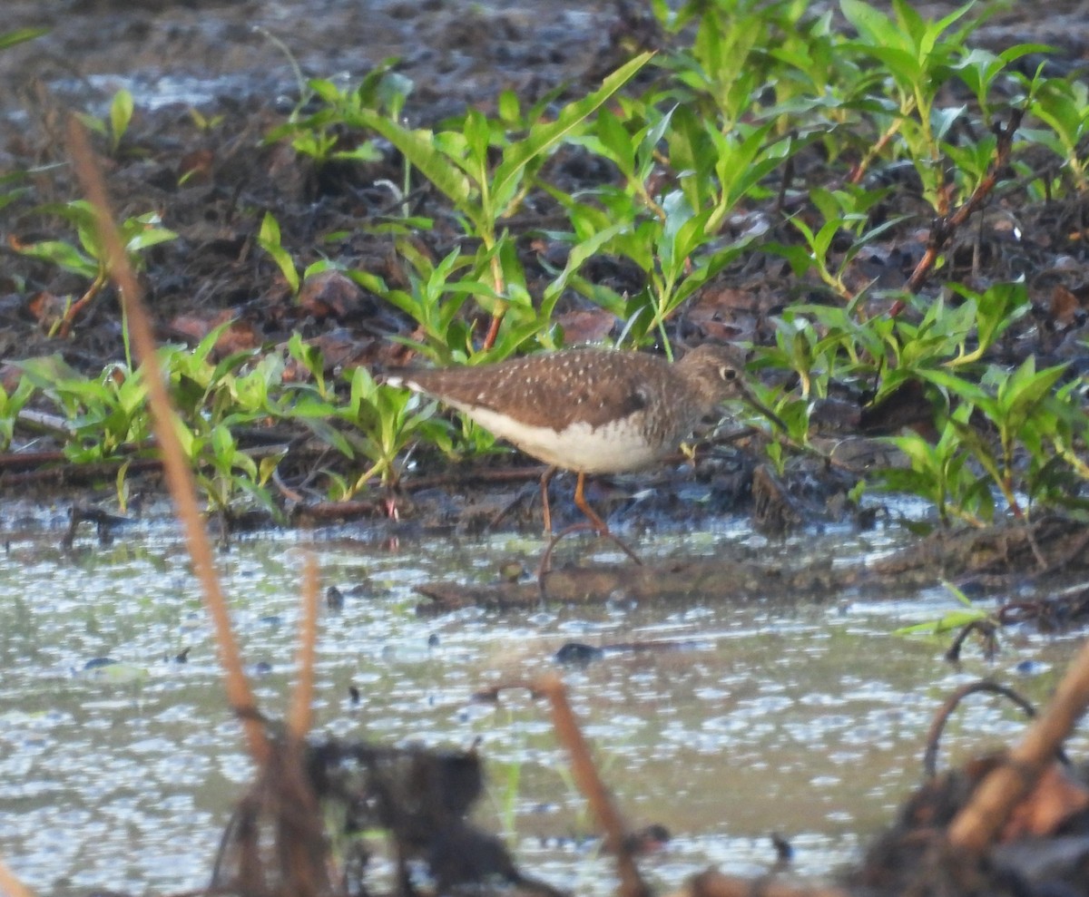 Solitary Sandpiper - ML599390301