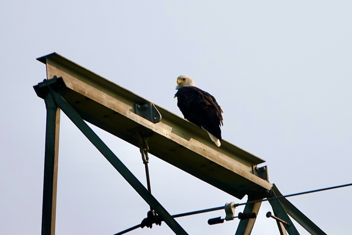 Bald Eagle - ML599391191