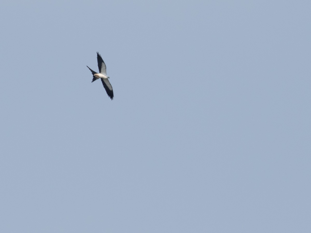 Swallow-tailed Kite - ML599391401