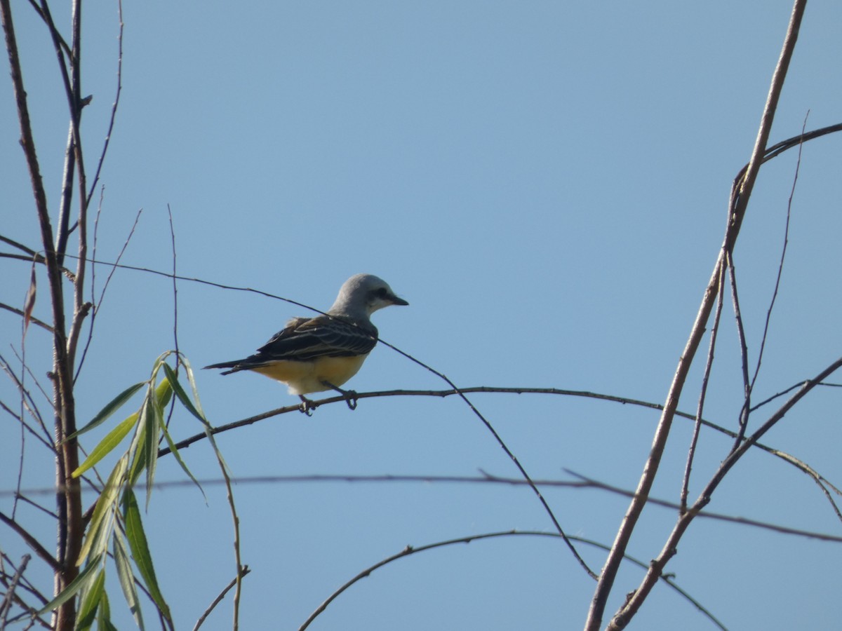 Western Kingbird - ML599391411