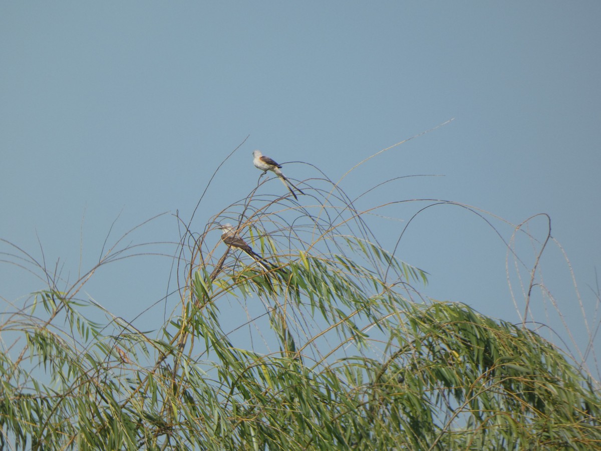 Scissor-tailed Flycatcher - ML599391421