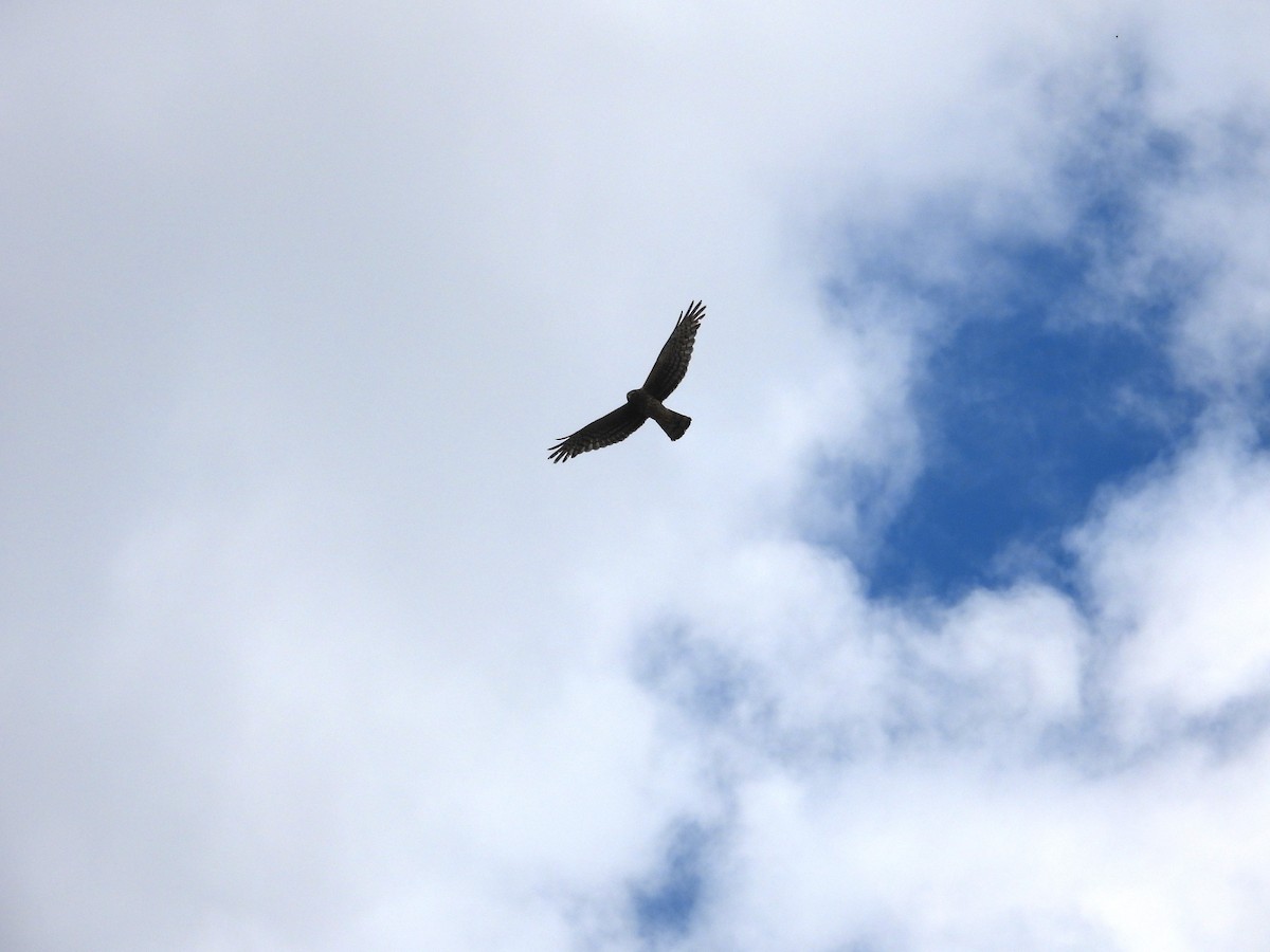 Northern Harrier - ML599392001