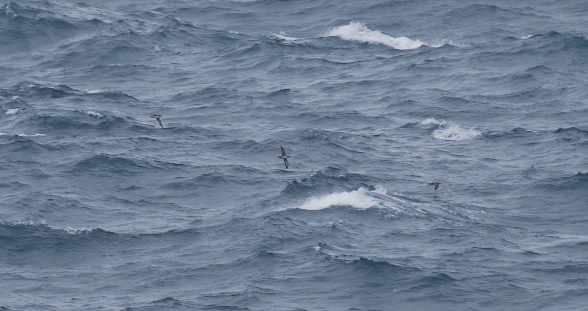 Balearic Shearwater - ML599392231