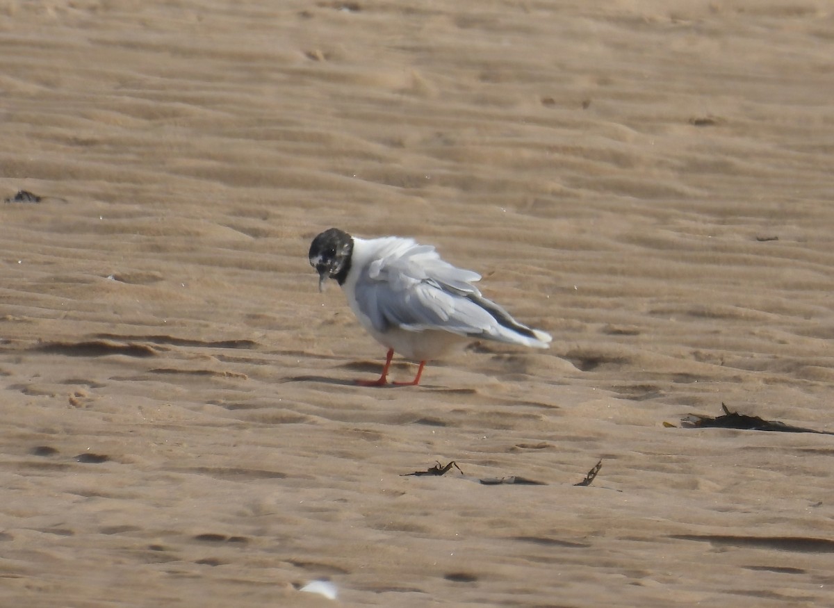 Little Gull - ML599392451