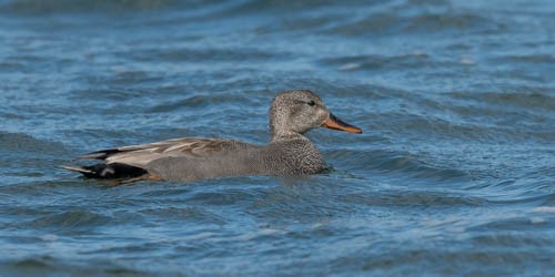 Gadwall - ML599392631