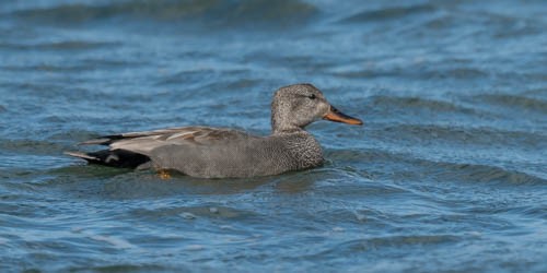 Gadwall - ML599392641