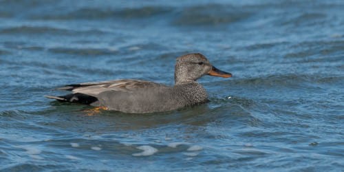 Gadwall - Jean-Louis  Carlo