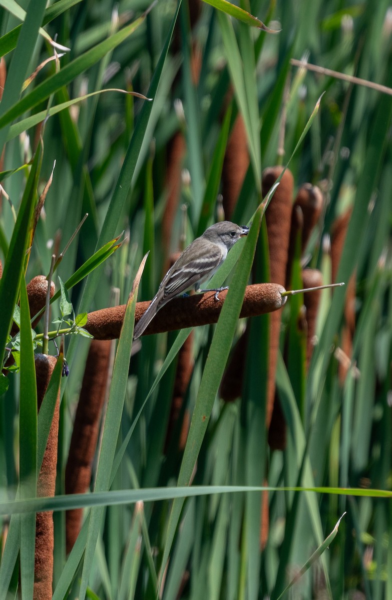 Willow Flycatcher - ML599393421