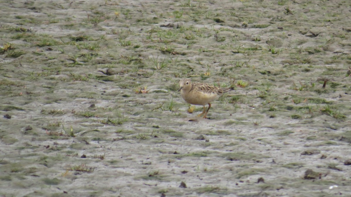 Buff-breasted Sandpiper - ML599393561