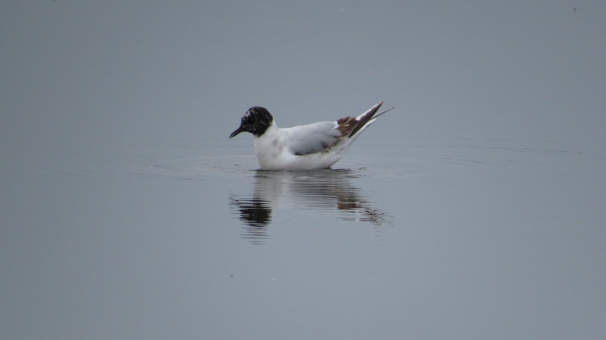 Little Gull - ML599393581