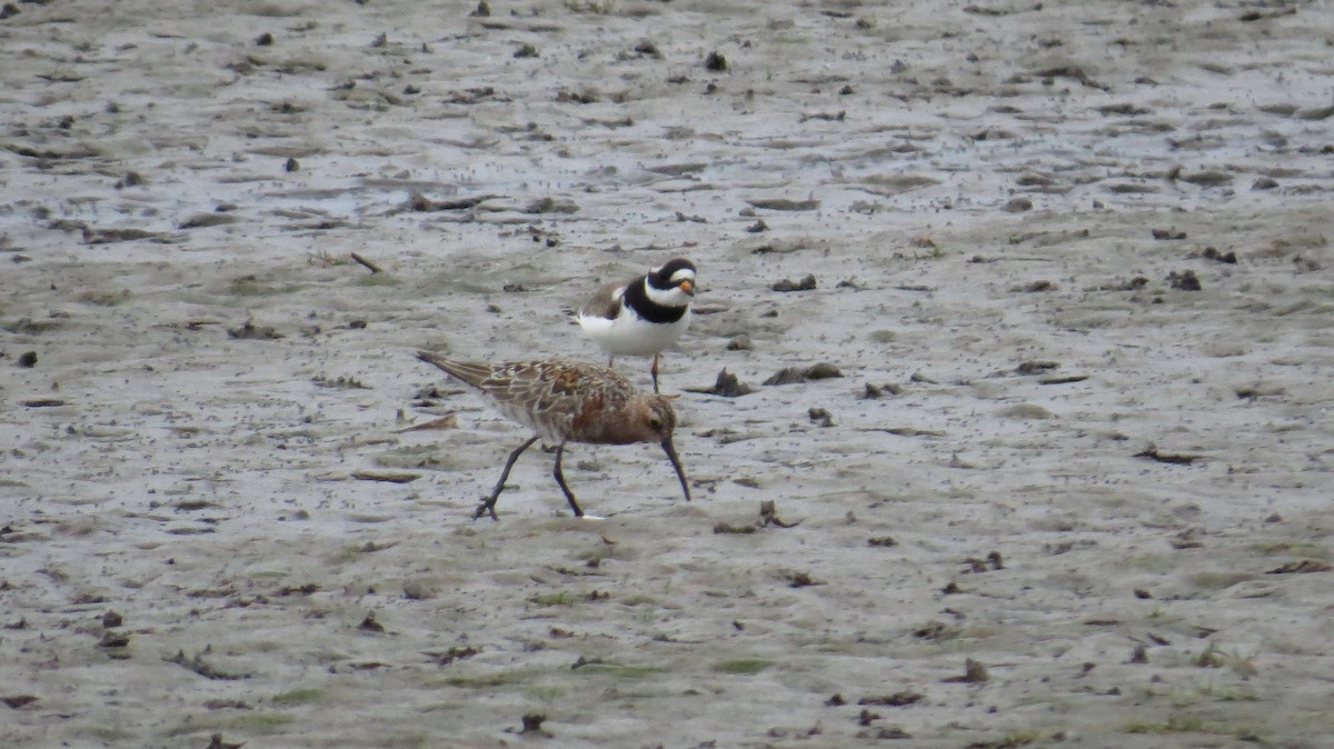 Curlew Sandpiper - ML599393601