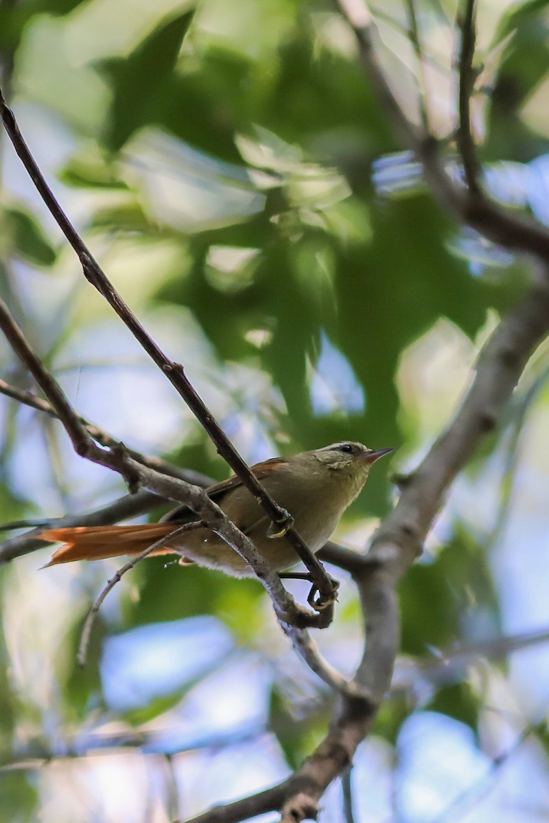 Olive Spinetail - ML599393701