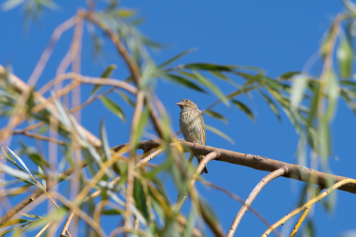 European Greenfinch - ML599393741