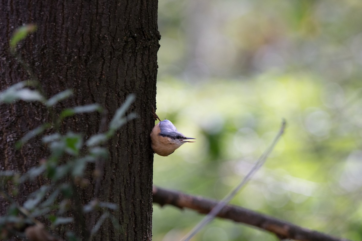 Eurasian Nuthatch - ML599393891