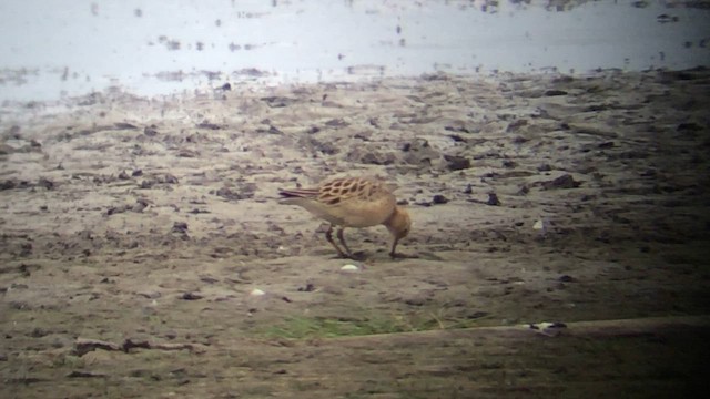 Buff-breasted Sandpiper - ML599393901