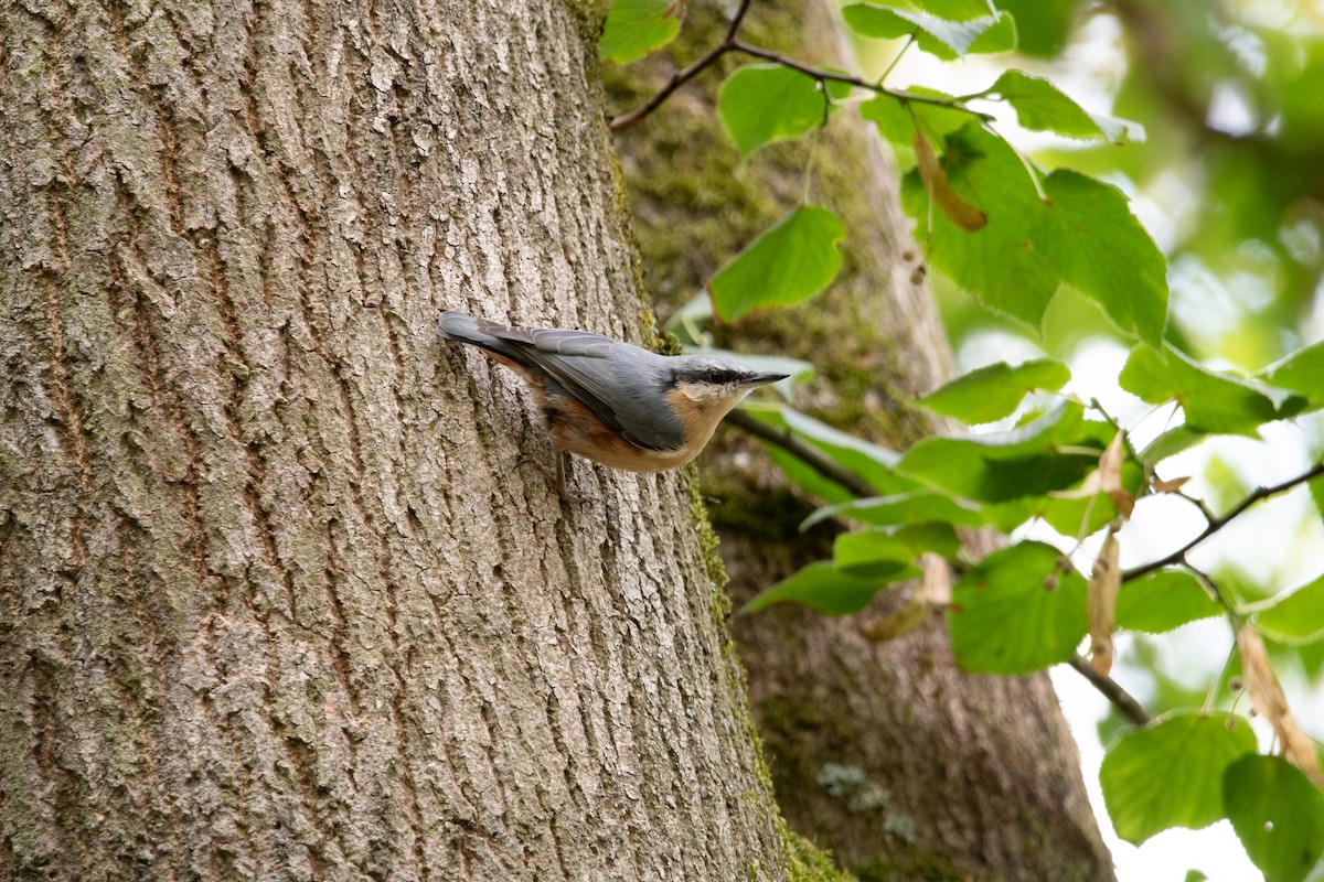 Eurasian Nuthatch - ML599393911