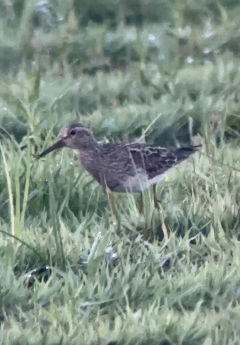 Pectoral Sandpiper - Soule Mary