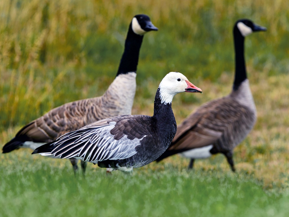 Adult blue morph (with Canada Goose)