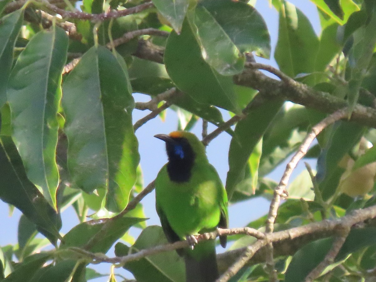 Golden-fronted Leafbird - ML599394561