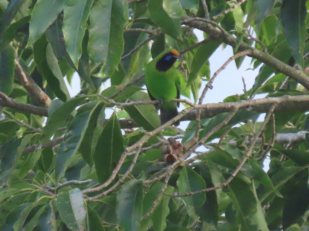 Golden-fronted Leafbird - ML599394571